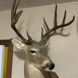Mounted deer head with large antlers - thumbnail 6 of 8
