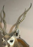 Mounted Black Buck head taxidermy - thumbnail 3 of 7