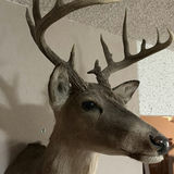 Mounted deer head with antlers - thumbnail 5 of 8