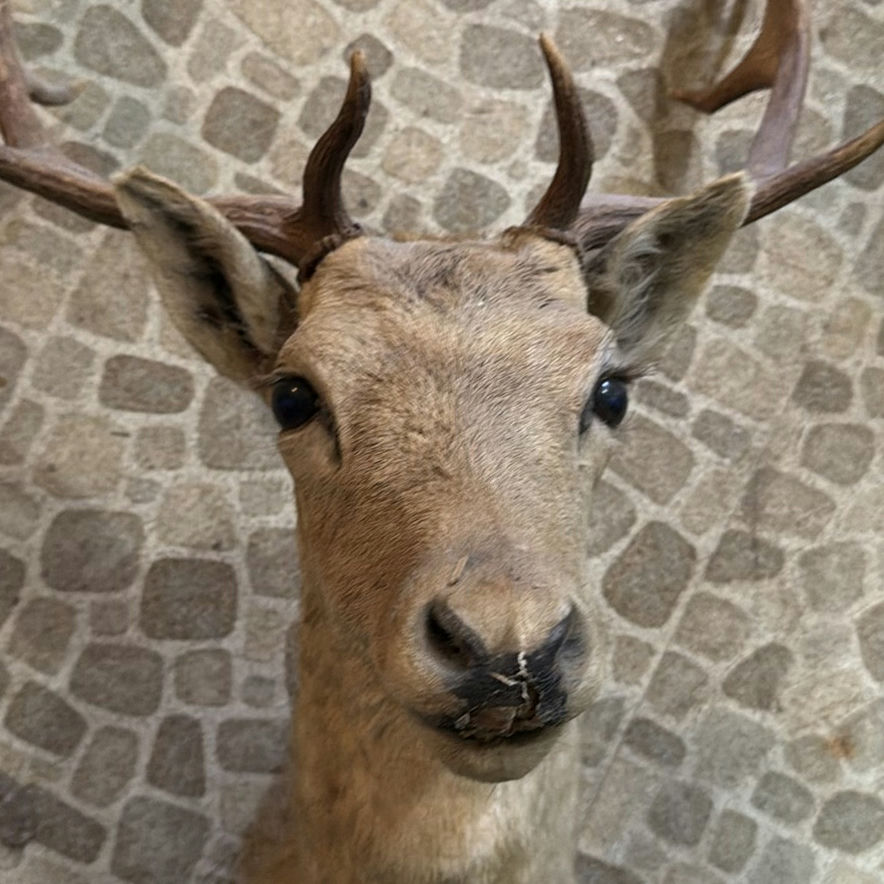 Taxidermy deer head with antlers - image 2 of 6
