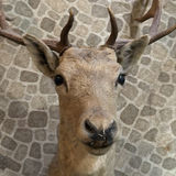 Taxidermy deer head with antlers - thumbnail 2 of 6