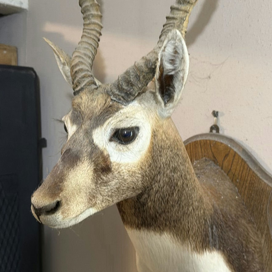 Mounted Black Buck head taxidermy - image 2 of 7