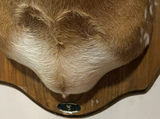 Mounted deer head with antlers - thumbnail 2 of 7