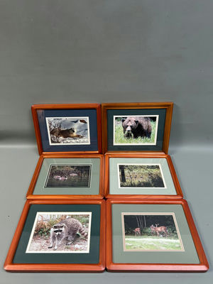 A Group of Six Real Animal Photos - Image 1 of 5