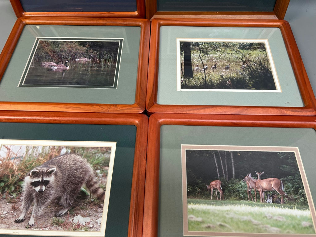 A Group of Six Real Animal Photos  - image 2 of 5