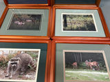 A Group of Six Real Animal Photos  - thumbnail 2 of 5