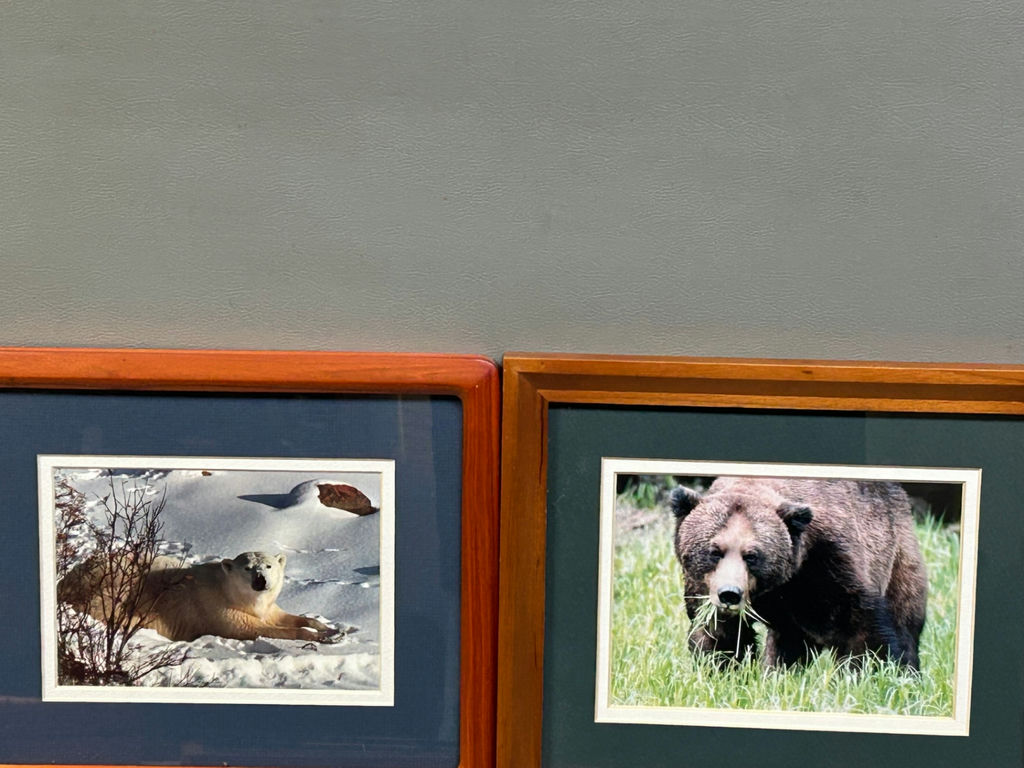 A Group of Six Real Animal Photos - image 3 of 5