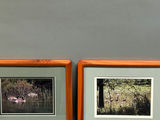 A Group of Six Real Animal Photos  - thumbnail 4 of 5