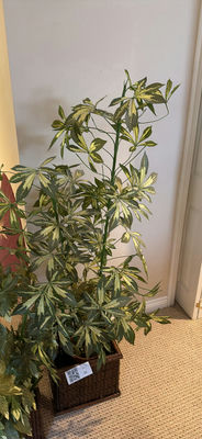 Indoor potted plants: variegated umbrella-style plant and tall green-leaved plant - Image 1 of 4