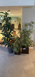 Indoor potted plants: variegated umbrella-style plant and tall green-leaved plant - thumbnail 4 of 4