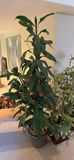 Indoor potted plants: variegated umbrella-style plant and tall green-leaved plant - thumbnail 3 of 4
