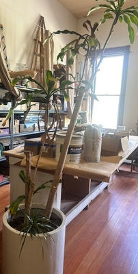 VERY TALL LIVE PLANT - Image 1 of 1