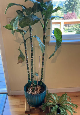 Two House Plants - Image 1 of 4