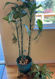Two House Plants - thumbnail 1 of 4