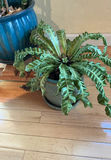 Two House Plants - thumbnail 2 of 4