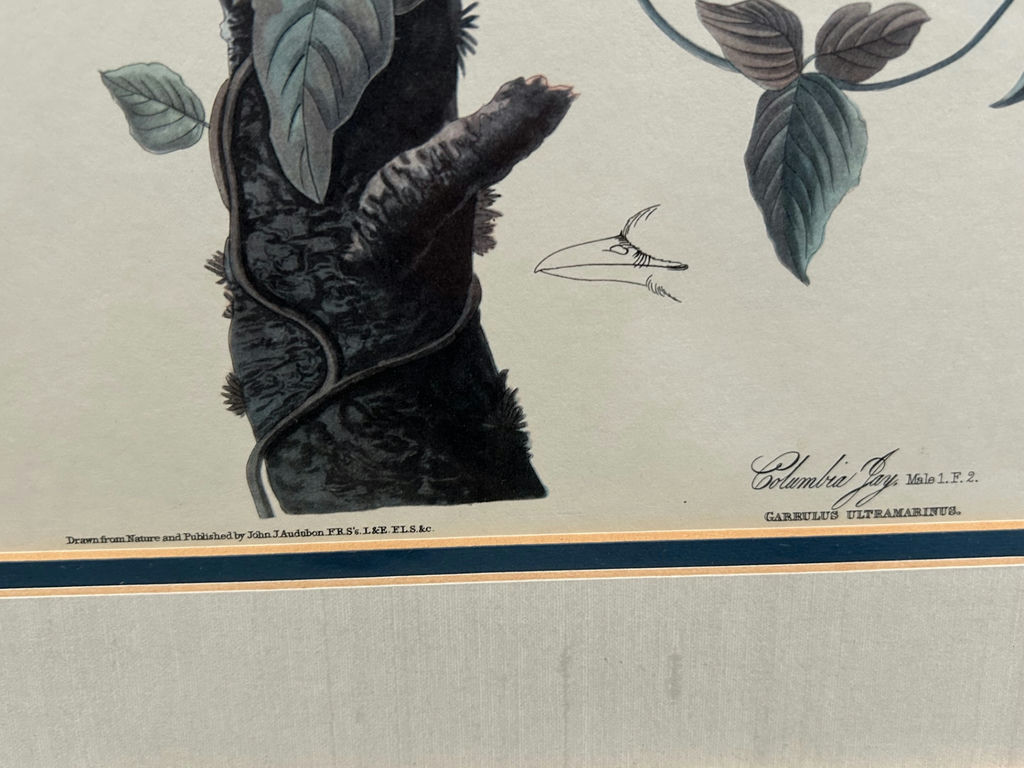 Botanical Birds Lithograph - image 3 of 6