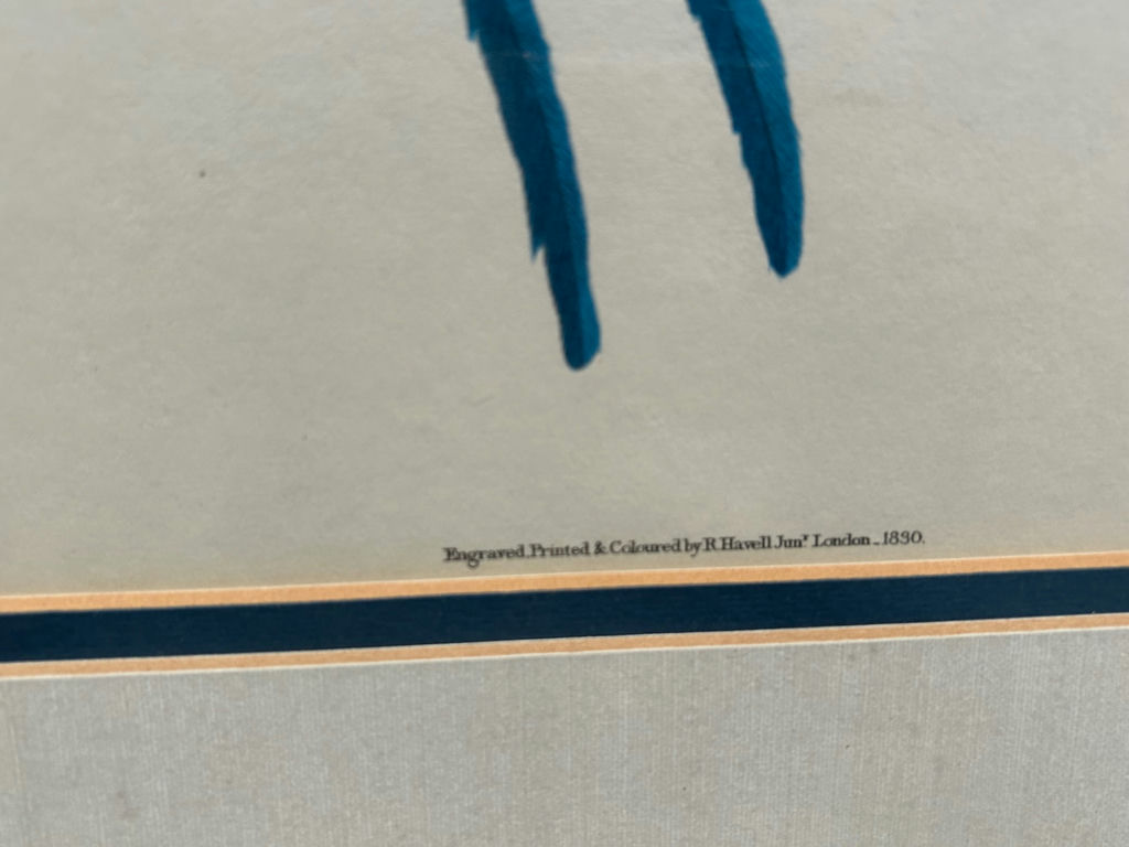 Botanical Birds Lithograph - image 5 of 6
