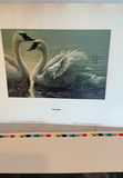 Bird Prints - thumbnail 3 of 4