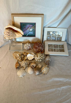 Shell Decor - Image 1 of 7