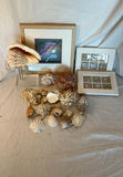 Shell Decor - thumbnail 1 of 7