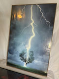 Framed Nature Prints - thumbnail 4 of 4