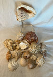 Shell Decor - thumbnail 2 of 7