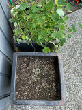 Large ceramic planters - thumbnail 3 of 3