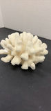 White Coral Specimen - thumbnail 3 of 5