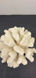 White Coral Specimen - thumbnail 2 of 5