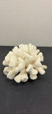 White Coral Specimen - thumbnail 1 of 5
